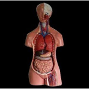 Human Torso Model With Removable Body Parts