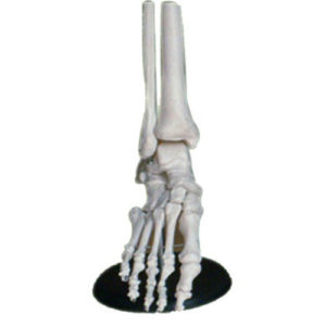 Foot Joint