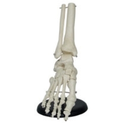 Foot Joint Life Size