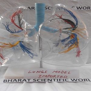 Lungs Model